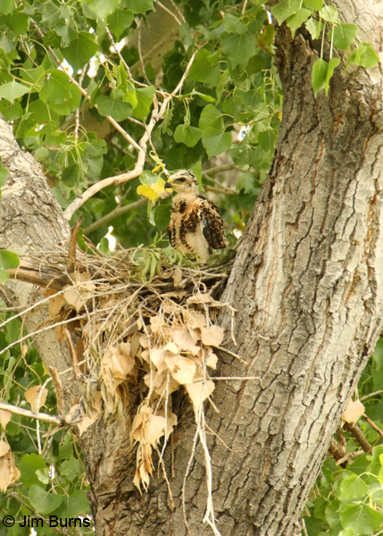 Gray Hawk nestling