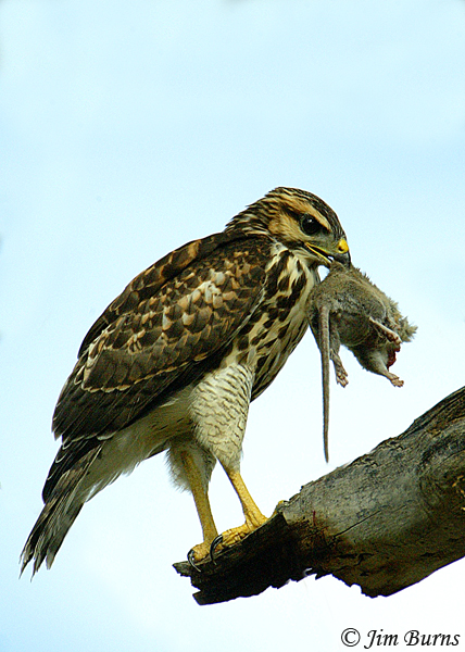 Gray Hawk juvenile with Cotton Rat