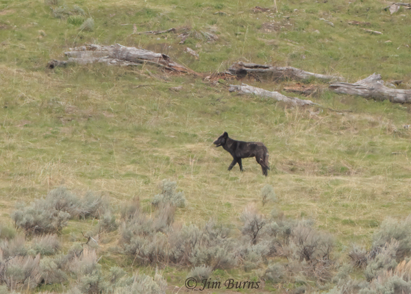 Gray Wolf black variant--2296