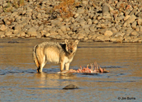 Gray Wolf alpha female on Elk carcass