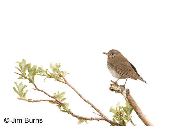 Gray-cheeked Thrush on lookout