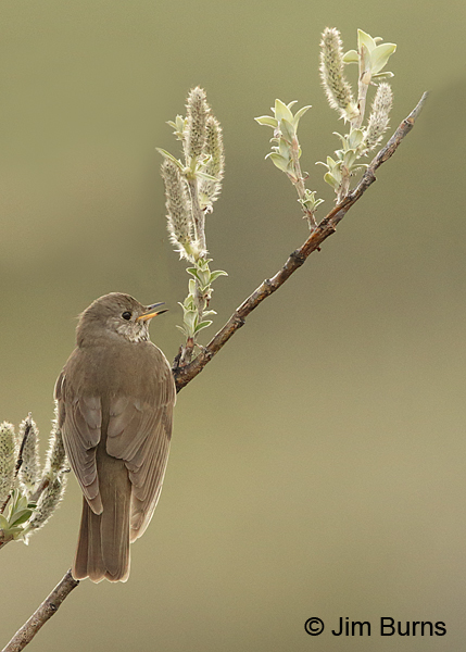 Gray-cheeked Thrush singing in willows