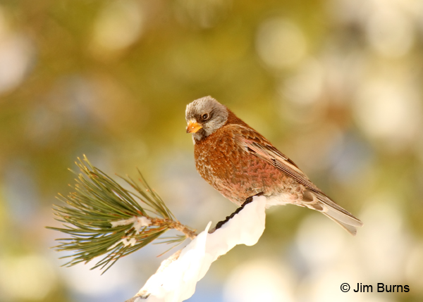 Gray-crowned Rosy-Finch in pine
