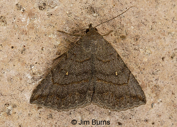 Gray-winged Owlet Moth female, Arizona--8882