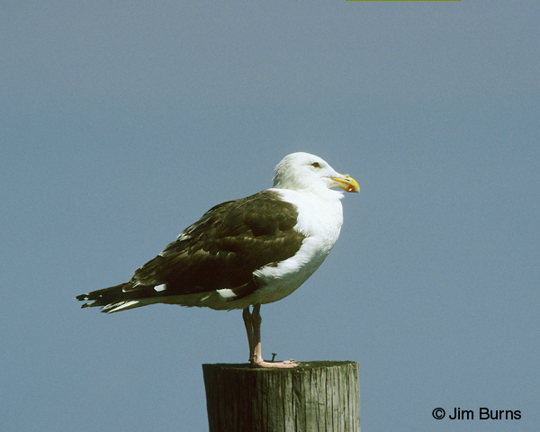 Great Black-backed Gull adult summer
