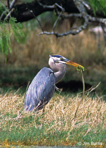 Great Blue Heron with Ribbon Snake