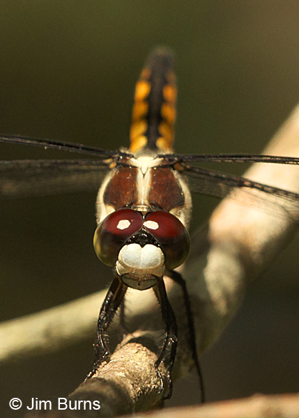 Great Blue Skimmer female face shot, Horry Co., SC, May 2014