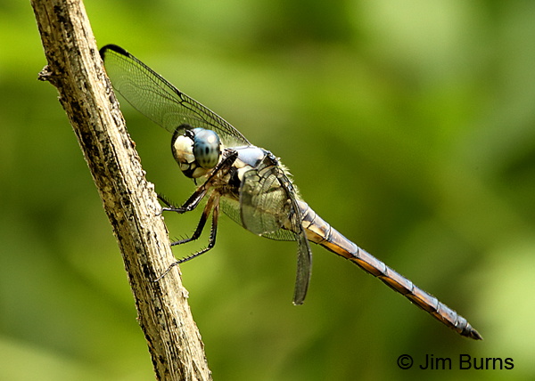 Great Blue Skimmer male, Orange Co., NC, May 2017