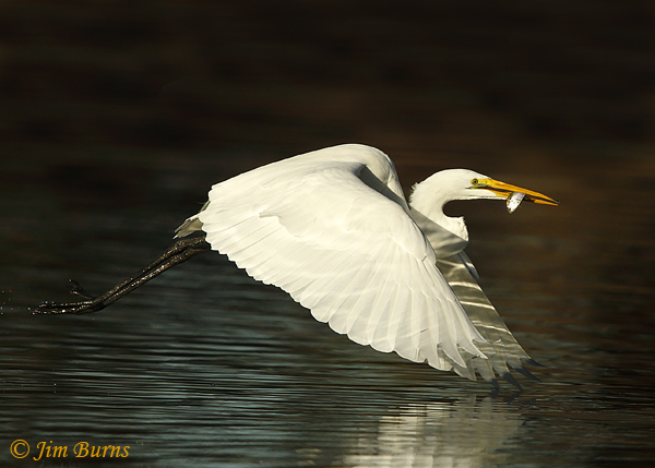 Great Egret with minnow--7268