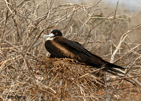 Great Frigatebird female on nest