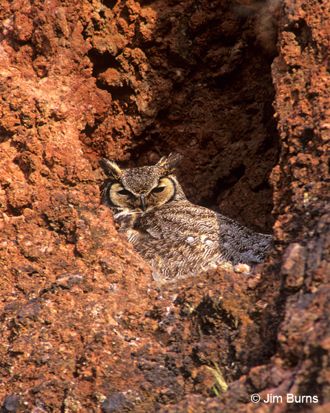 Great Horned Owl cliff grotto nest
