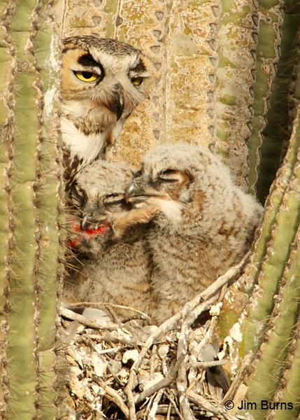 Great Horned Owl family with rabbit foot
