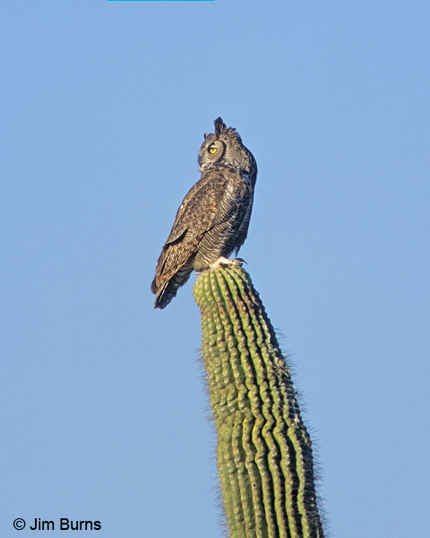 Great Horned Owl on Saguaro