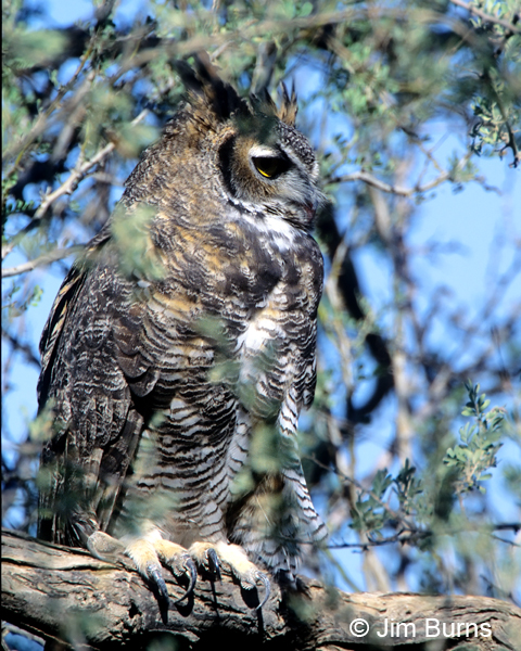 Great Horned Owl talon detail