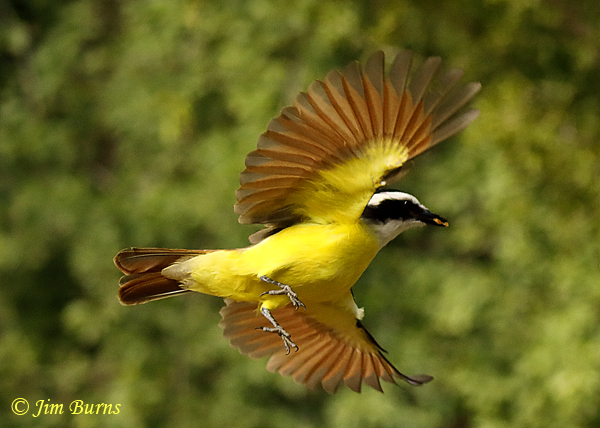 Great Kiskadee in flight with insect--7763