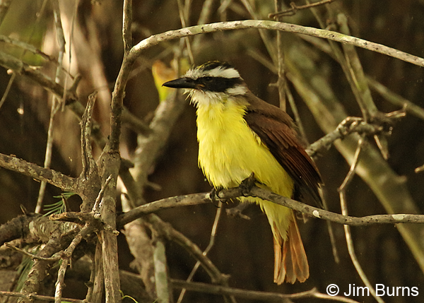 Great Kiskadee drying out after bathing