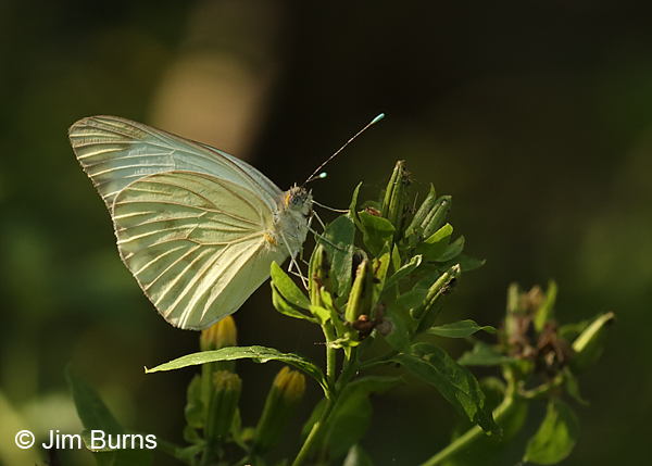 Great Southern White female, Texas