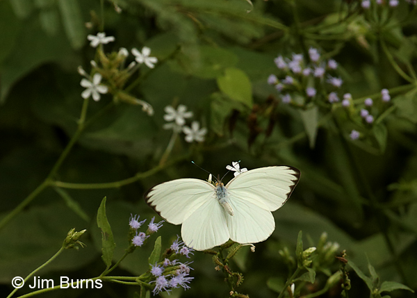 Great Southern White male dorsal view, Texas
