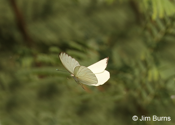 Great Southern White male in flight, Texas