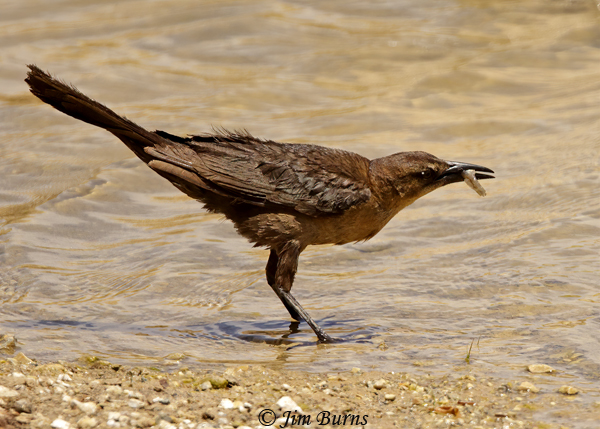 Great-tailed Grackle female with fish #2--7345