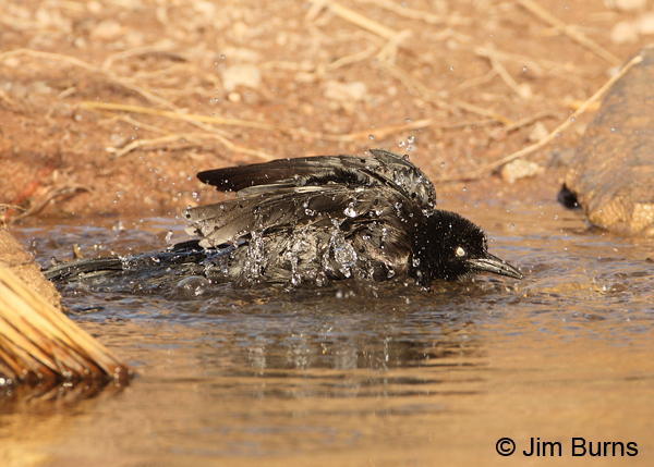 Great-tailed Grackle male bathing
