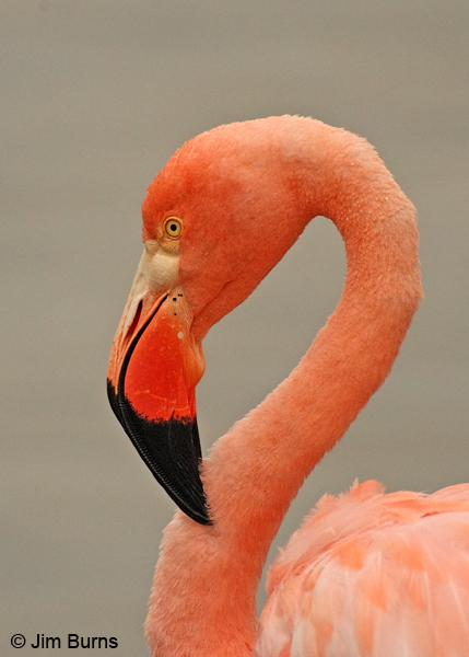 Greater Flamingo head shot