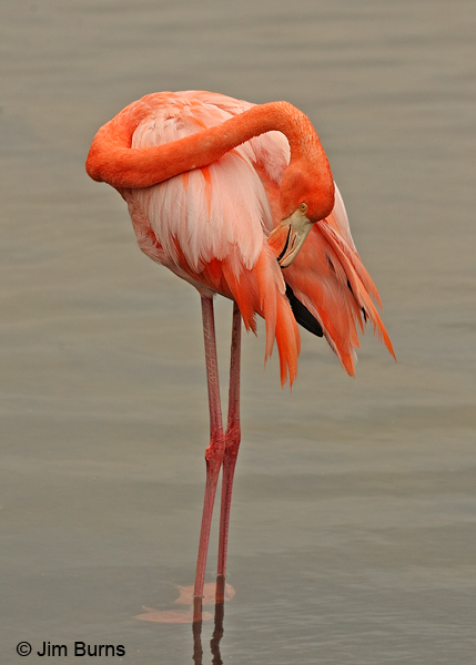 Greater Flamingo preening
