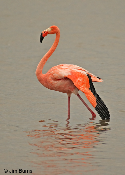 Greater Flamingo wingstretch