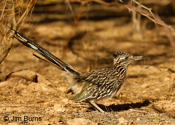 Greater Roadrunner male with nesting material--4222