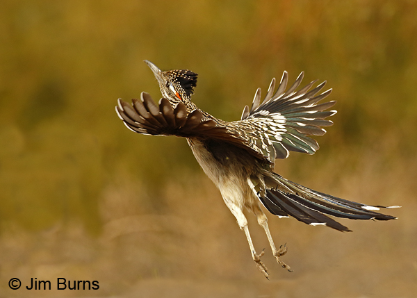 Greater Roadrunner leaping for insects--6553