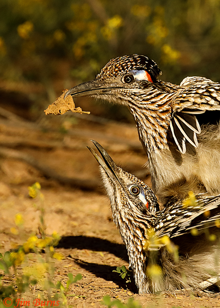 Greater Roadrunner tryst with gift of leaf