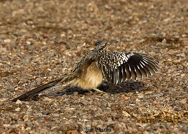 Greater Roadrunner female wing flashing for insects