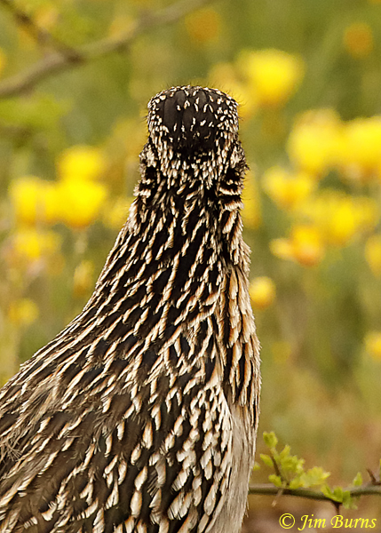 Greater Roadrunners have false eyespots too--9998