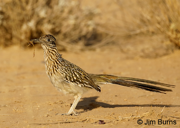 Greater Roadrunner with scorpion 8073