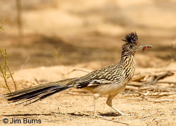 Greater Roadrunner female with cockroach 7829
