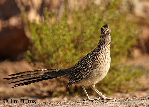 Greater Roadrunner limping with damaged foot and tarsal joint