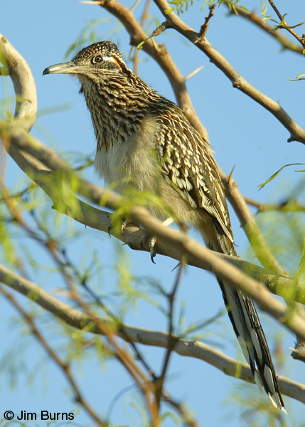 Greater Roadrunner showing cuckoo tail