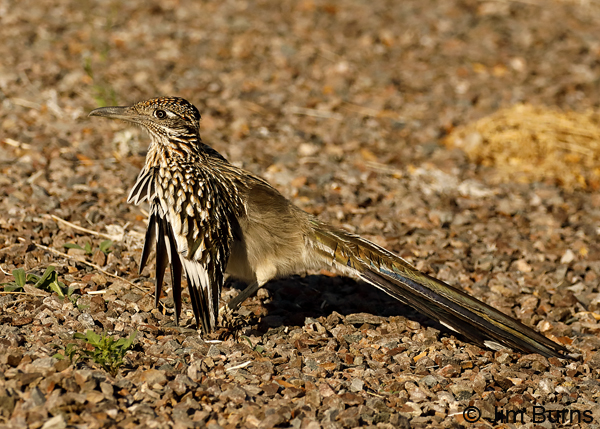 Greater Roadrunner male wing flashing for insects