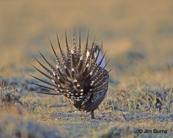 Greater Sage-Grouse tail display