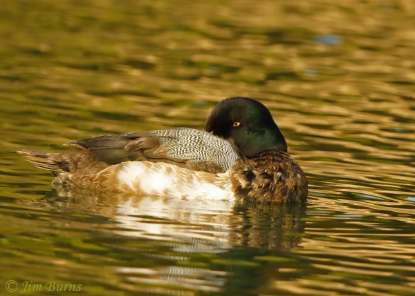 Greater Scaup male sleeping, showing rounded head and indented face shape--3042