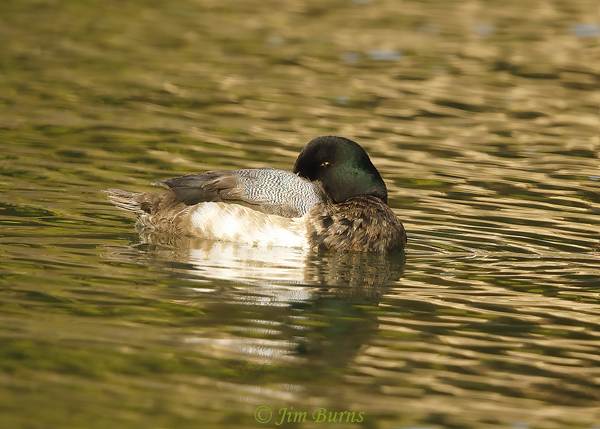 Greater Scaup male sleeping, showing rounded head and indented face shape #2--3043