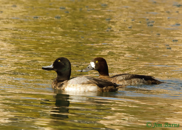 Greater Scaup pair--3049