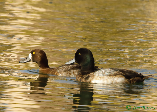 Greater Scaup pair #2--3053