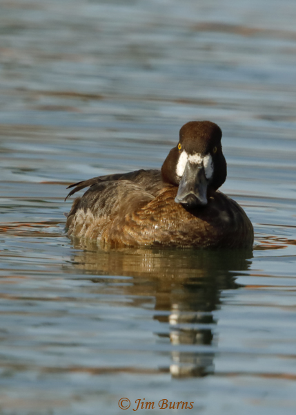 Greater Scaup female showing diagnostic shape and size of dark upper mandible nail--3057