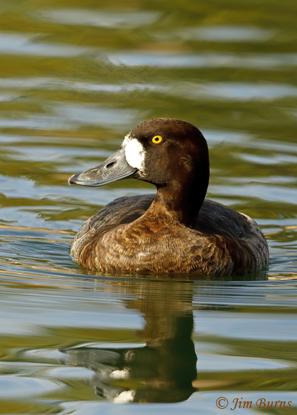 Greater Scaup female vertical--3096