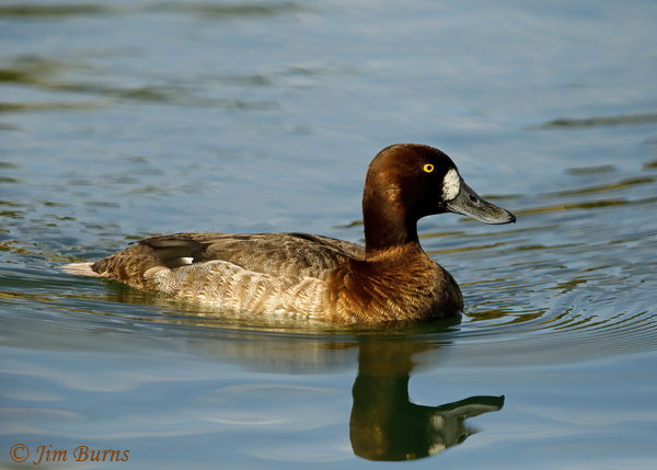 Greater Scaup female--3100