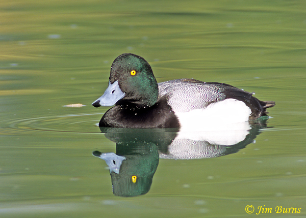 Greater Scaup male showing wide triangular bill nail