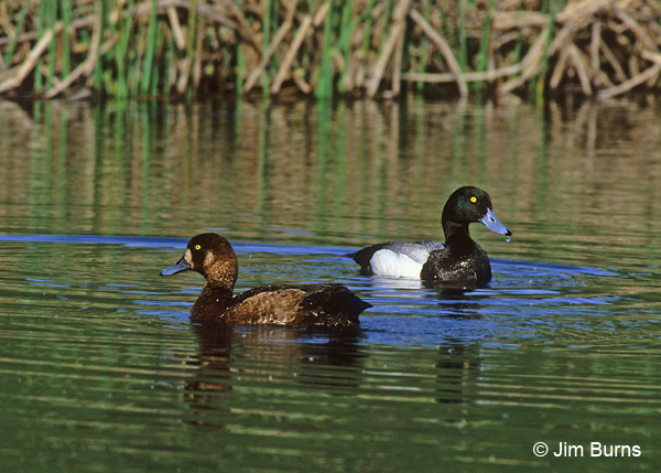 Greater Scaup pair #3