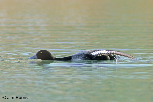 Greater Scaup male wingstretch