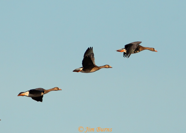 Greater White-fronted Geese in flight #2--0498